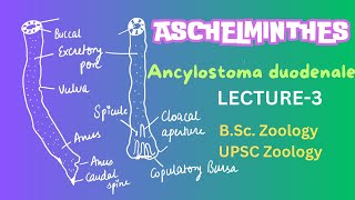 Ancylostoma duodenale  Parasitic Nematodes  Zoology  Notes in description [upl. by Nirmak529]