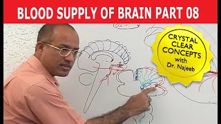 Blood Supply of Brain  Circle of Willis  Part 811 [upl. by Nanete73]