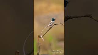 Morning glory morning morningvibes naturevideo birds [upl. by Jo Ann282]