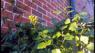 Senecio angulatus Jordanian Senecio care  Succulent vine [upl. by Bolger]