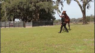 Ocala Feb 2024 Son Of Thor Rowayton Charlybrowns Rose [upl. by Cadell]