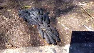 8cm Caterpillars Crossing The Road Beating Each Other With Tails  spitfires sawfly wasp larvae [upl. by Nairrot430]