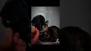 memes cat funny [upl. by Amalle]