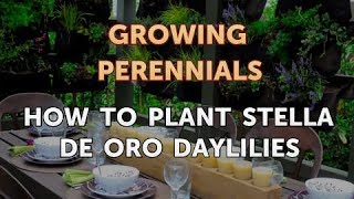 How to Plant Stella de Oro Daylilies [upl. by Iel539]