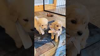 Meet Maggies English Goldendoodle Puppies Shorts PuppyMeetandGreet Doodles [upl. by Inajna]