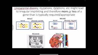 Epigenetics imprinting uniparental disomy and randomly Xlinked  trinucleotide repeat diseases [upl. by Llebasi]