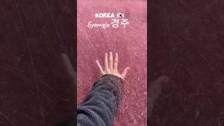 Pink Muhly Gyeoungju Korea travel vlog jalanjalan gyeoungju korea pinkmuhly sukmarani [upl. by Nnil602]