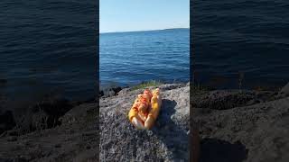 A Hot dog in Iceland [upl. by Aneles702]