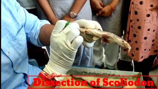 Dissection of scoliodon for BSc amp MSc class students dissectionofscoliodon Scoliodon dogfish [upl. by Autumn]