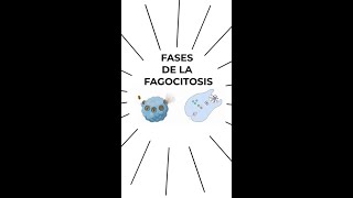 FASES DE LA FAGOCITOSIS Inmunología [upl. by Enaira]