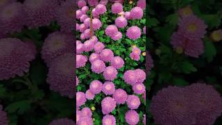 purple flowers chrysanthemumflower nature flowers ytshorts [upl. by Margreta]