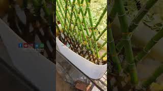 Ornamental Bamboo plants  PSN HIGHTECH NURSERY Perinthalmanna [upl. by Malkin]