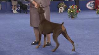 Doberman in Best in Show [upl. by Banquer338]