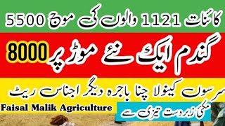 Gandam ka rate  munji ka rate today maki rate 1121 Dhan price today1509 rate todayمونجی ریٹ [upl. by Fields216]