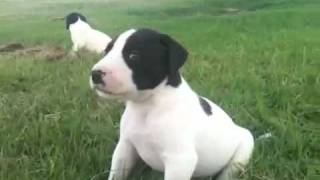 bull arab pups at gympie pup 7MOV [upl. by Shaum]