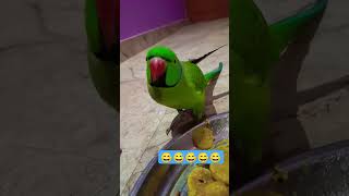 😅😅😅😅😅😅😅😅 comedy funny baby varsha1985 [upl. by Aihsi381]