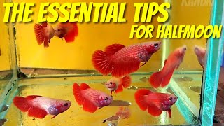 BASIC KNOWLEDGE AND OPINION ABOUT HALFMOON BETTA [upl. by Proctor115]