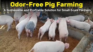 OdorFree Pig Farming A Sustainable and Profitable Solution for SmallScale Farmers [upl. by Unni]