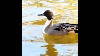 3D pintail video  pintail lovers  duck hunting hunting in Pakistan new hunting video foryou [upl. by Valerle]