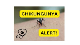 Chikungunya Explained Symptoms Prevention and Treatment [upl. by Brunella41]