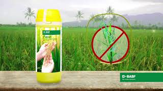 Control tough Echinochloa species weeds in rice with BASF Facet® [upl. by Atikahc]