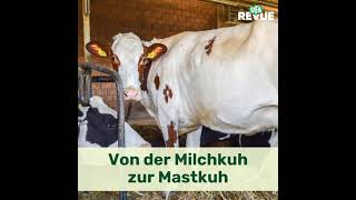 Von der Milchkuh zur Mastkuh [upl. by Rubia]