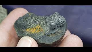 TRILOBITE MALVINELLA [upl. by Orvil]