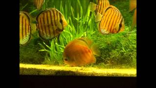 green discus wild symphysodon aequifasciatus aequifasciatus wwwnobobocom [upl. by Bainbrudge]