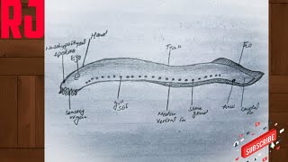 How to draw a HAG FISHClass MyxiniAgnathansDrawing for beginners How to draw fish easy steps [upl. by Einamrej547]