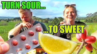 Turn SOUR foods SWEET with this Weird Tropical Fruit  Miracle Berry Taste Trip [upl. by Ennazor519]