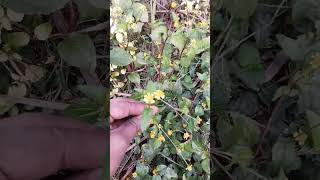 Akarkara Plant plants flowers tips akarkara viralvideo shortfeed shortsviral amazingfact [upl. by Odnomra]