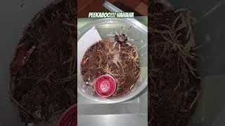 Bite attack version of Fireleg tarantula Please click SUBCRIBE for more updates amp videos Thanks 😁 [upl. by Franci703]