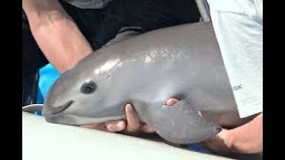 Conoce y protege la vaquita marina Phocoena sinus [upl. by Ueihttam]