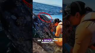 Did you know Why Barnacles Attach to Whales animals wildlife nature [upl. by Ginsberg]