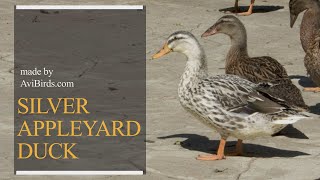 Silver Appleyard Duck [upl. by Anaitsirc372]