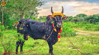 ⚔️Kangayam Beast Bull  Jallikattu Kaalai 💯 ultra Cinematic SlowMo🦖 jallikattu kaalai jump [upl. by Emili]