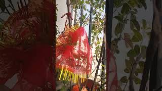 tulsi Puja ki vidhi 🙏🙏  Jay Tulsi Maa  Krishna devotee  short  viral  Hore Krishno 🙏🙏 [upl. by Harilda]