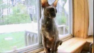 Cats 101 Cornish Rex [upl. by Ydurt423]