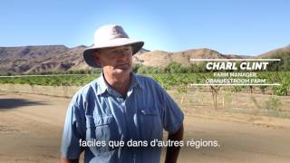 SAFE Grape Harvest Northern Cape French Subtitles [upl. by Merideth982]