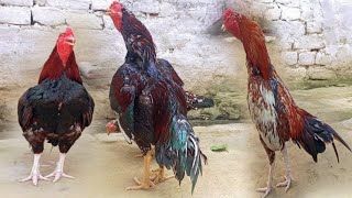 Aseel Rooster Crowing  compilation  Rooster Crowing  Murga Sound  Compilation Plus Sound Effect [upl. by Aciras76]