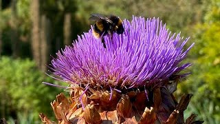 Achamore Gardens on the Isle of Gigha in Scotland  September 2024 [upl. by Amapuna795]