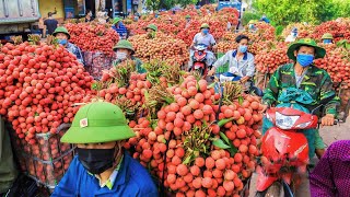 Fruit Harvesting and Processing  Lychee Harvest in Luc Ngan  Only Vietnam has This Fruit [upl. by Erhard]