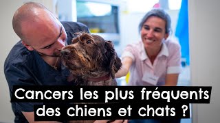 Cancers les plus fréquents des chiens 🐶 et chats 🐱 [upl. by Tristas]