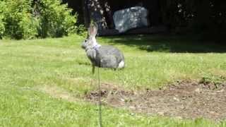 Walking a Flemish Giant Rabbit [upl. by Ynaffets]