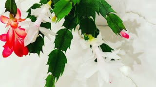 HolidayChristmas Cactus Propagation Planting and Easy Care Tips 🪴 [upl. by Annirac]