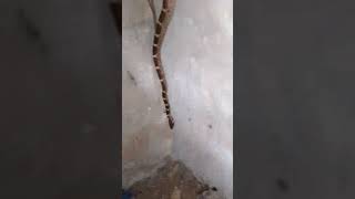 Chitti Saap  Molli Saap  Wolf Snake 🐍 Rescue  Non Venomous  Non Poisonous [upl. by Emarej]