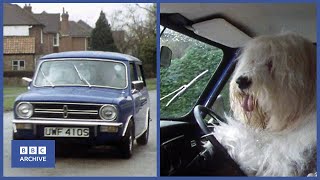 1979 Meet the Incredible DRIVING SHEEPDOG  Thats Life  Weird and Wonderful  BBC Archive [upl. by Julienne]