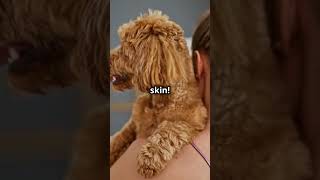 Why Youve Been Wrong About Skin Shedding Forever shorts facts random [upl. by Azil]