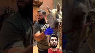 It hurt so much that the horse started crying horse animals healinghorses equinetherapy [upl. by Bliss]