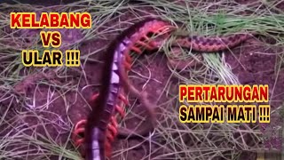 KELABANG VS ULAR ‼️ PERTARUNGAN SAMPAI MATI ‼️ [upl. by Kenny]